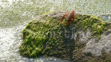 一只人手的特写，在靠近水的石头上产生带有藻类的小龙虾。 阿星断向前<strong>推进</strong>。 wi的概念