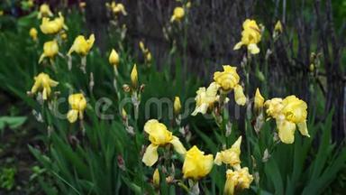 雨后草地上的黄色虹膜花。 春天花园里新鲜的虹膜。