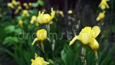 雨后草地上的黄色虹膜花。 春天花园里新鲜的虹膜。