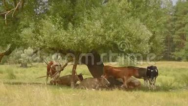 奶牛在树<strong>下</strong>的草地上觅食，躺在那里休息