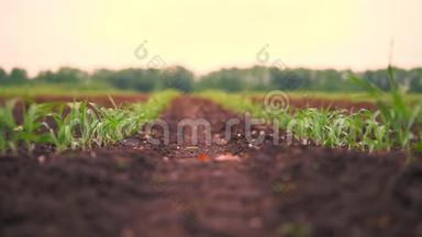 玉米地，一排排幼嫩的玉米植株，幼苗生长在肥沃湿润的土壤上，春日温暖，玉米生长在一个