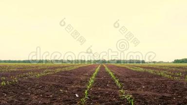 玉米地，一排排年轻的玉米植株，幼苗在肥沃湿润的土壤上，温暖的春天，在一个温暖的日子里种植玉米