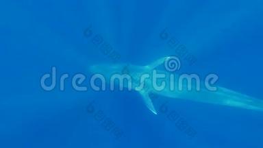 大蓝鲸-在早晨的阳光下，巴兰翅目的肌肉慢慢地在蓝色的水中游泳。 水下拍摄，慢动作，俯视