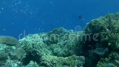 慢动作，水下五颜六色的热带鱼在珊瑚花园，相机前进。 珊瑚礁热带鱼类学校