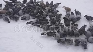 一群鸽子在寒冷的冬天寻找食物，雪，慢，户外