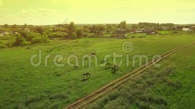傍晚时分，几匹年轻漂亮的马在一片草地上吃草，黄红的日落时分，鸟瞰四周，<strong>飞来</strong>飞去