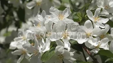 盛开的花园。 春天果树的枝.. 白花特写.. 樱桃的颜色..