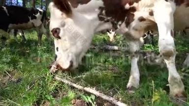 棕白奶牛现场4K视频
