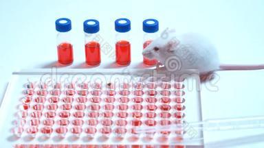 实验室里桌子上有白色的实验室老鼠。 在白色背景上。 老鼠是用来做实验的，药物
