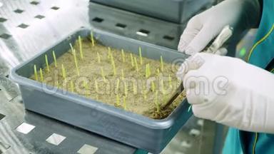 实验室工作人员戴着手套的双手在土壤中、小盒子里、实验室里评论生长着绿色<strong>嫩芽</strong>。 科学