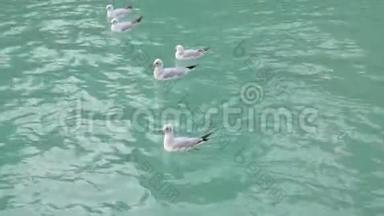 白天，白色的海鸥成群结队地漂浮在绿松石的海水上，特写镜头
