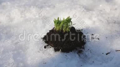 在晴朗的晴天，绿芽<strong>冲破</strong>了雪。 春天的概念。