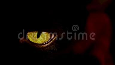 4K射中一只眼睛极黄的黑猫。