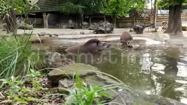 在动物园里，在炎热的夏天，自来水龙头在水上行走，靠近池塘，喝水，洗澡