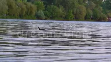 孤独的鸭子在城市海峡的水面上漂浮