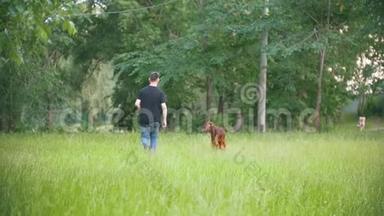 一只爱尔兰狗和主人一起跑在公园里，慢动作