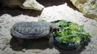乌龟吃沙拉