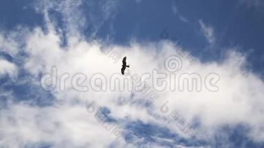 猎鹰在天空中飞翔。 自然纪录片的完美拍摄。 自由、旅行专题