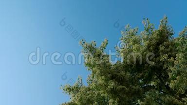开花林登树冠的长镜头。 背景上的蓝天.. 大黄蜂给一棵树授粉。