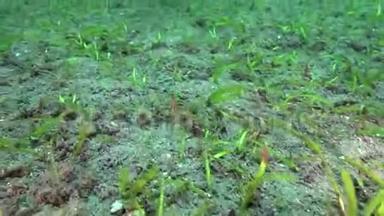 苏鲁海杜马盖特沙滩上的小斑虾