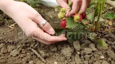 农民在草莓农场采摘草莓，前景。