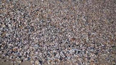 岸上的<strong>贝壳</strong>。 海浪覆盖着沙滩上的<strong>贝壳</strong>，海浪溅在<strong>贝壳</strong>上。