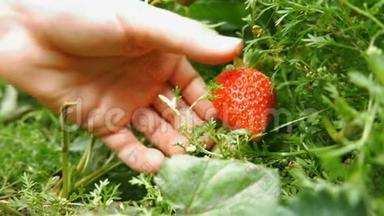 新鲜成熟的草莓是从孩子手中采摘的