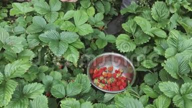 采摘成熟草莓的男子在金属碗收获时间在花园。 水果花园里的草莓。 碗已装满