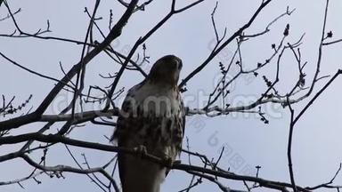 一只美丽的红尾鹰坐在树上<strong>寻找</strong>食物