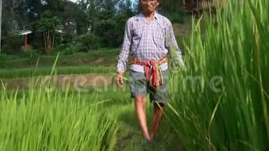 亚洲老人农民在美丽的稻田里散步，触摸农场里生长的水稻幼苗。
