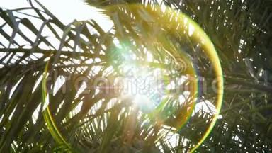 <strong>阳光</strong>透过棕榈树的枝头<strong>穿透</strong>，<strong>阳光</strong>，光线。特写，俯视图