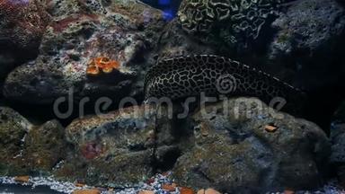 鱼缸里的海鳗，水族馆装饰.. 鱼缸里的莫雷·艾尔