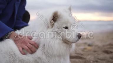一只白色的毛茸茸的狗和一个女孩坐在海滩上玩得很开心。 年轻女子坐在沙滩上拥抱她