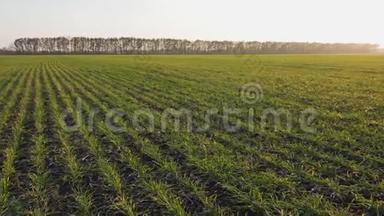 农业。 冬小麦的田地