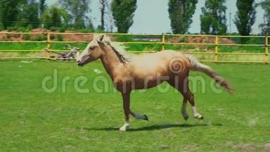 一匹棕色的马驰过农场围场的绿草