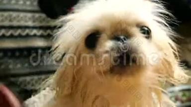 可爱可爱的小白北京小狗。 用刷子洗澡后，人类的手梳理他的皮毛。