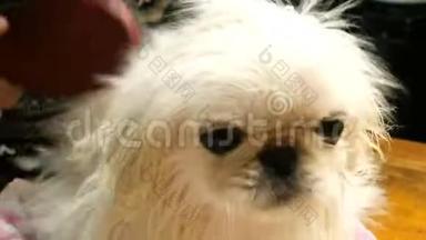 可爱可爱的小白北京小狗。 用刷子洗澡后，人类的手梳理他的皮毛。