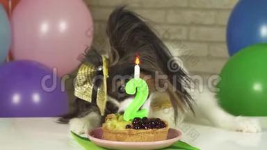 神奇狗狗狗狗狗吃生日蛋糕与蜡烛股票视频