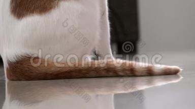 白色和生姜家用猫尾摇尾。 关闭