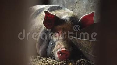 一只大猪躺在食槽附近，嚼着<strong>吐舌头</strong>的东西