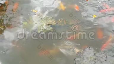 很脏的池塘里的日本<strong>红鲤鱼</strong>