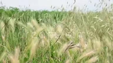 刮风天气的小麦