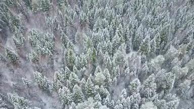 欧洲白雪皑皑的松树上天空中的美丽无人机表演