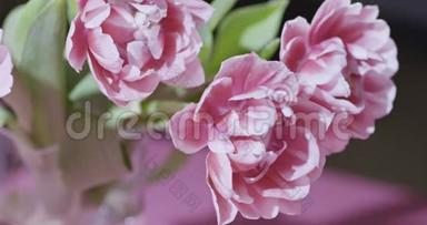 特写郁金香的视频是粉红色的特里，花束上有绿色的叶子，浅粉红色的灰色模糊背景，柔和