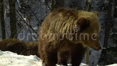 冬天森林里的<strong>棕熊</strong>。 <strong>小</strong>熊穿过森林。