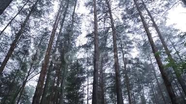 晨雾中的树木。 一条漆黑的森林<strong>小</strong>巷，清晨有树木。 带着<strong>棕熊</strong>的森林