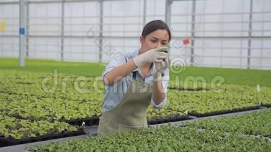 女农艺师在农业控股的温室中考察绿色植物。