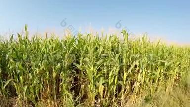 空中景观的玉米作物慢慢向右推进，侧视田野，移动在乡村道路之上.. 记录在4k