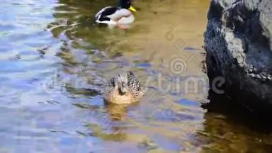 美丽的马拉德鸭子在池塘里。 高清高清