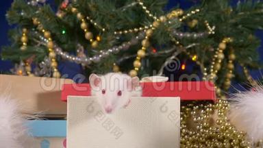 一只小白鼠在圣诞树和礼物的背景下从礼品盒中窥视。 2020年动物标志